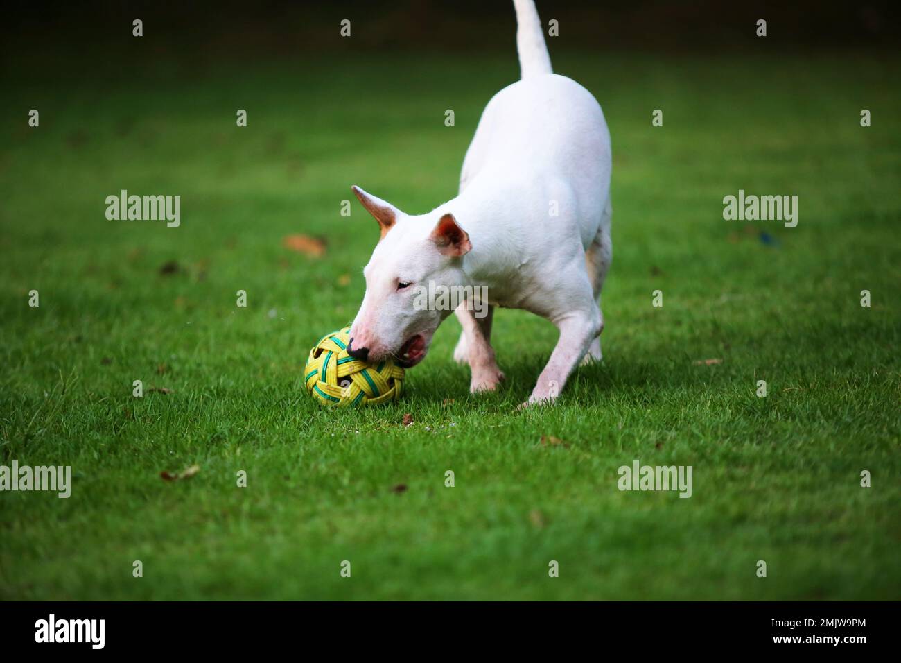 Bull Terrier dog holding ball in mouth and walking at the park. Dog