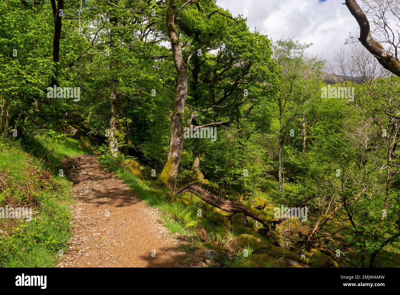 The Watkin Path where it passes through oak woodland before reaching Cwm Llan above Nant Gwynant in Snowdonia national park, North Wales. Stock Photo
