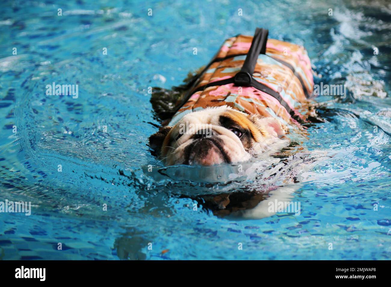 English Bulldog wearing life jacket and swimming in the pool. Dog ...