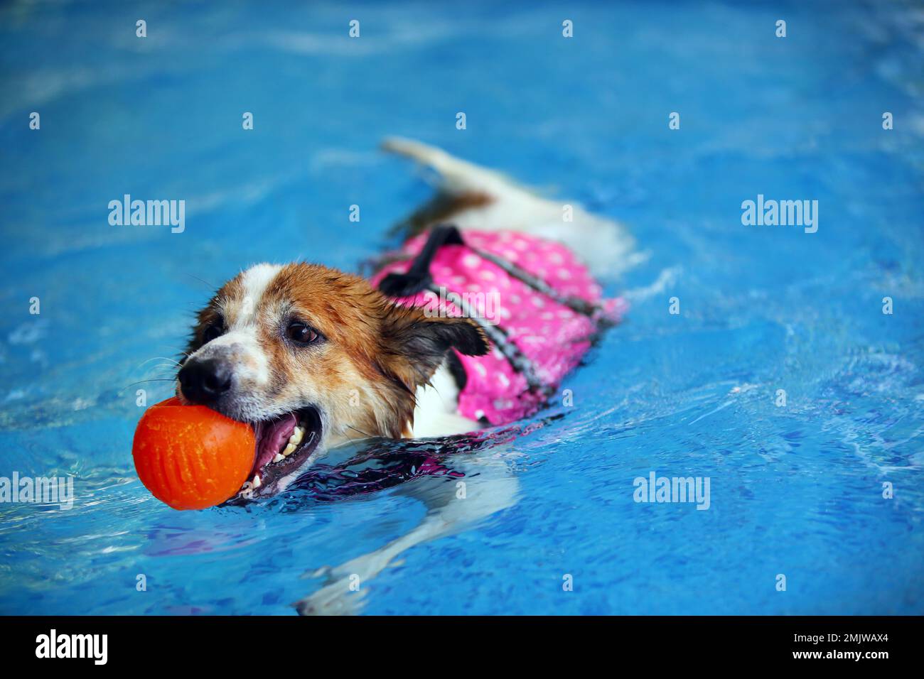 Dog wearing life jacket and holding toy in mouth in the pool. Dog swimming. Stock Photo