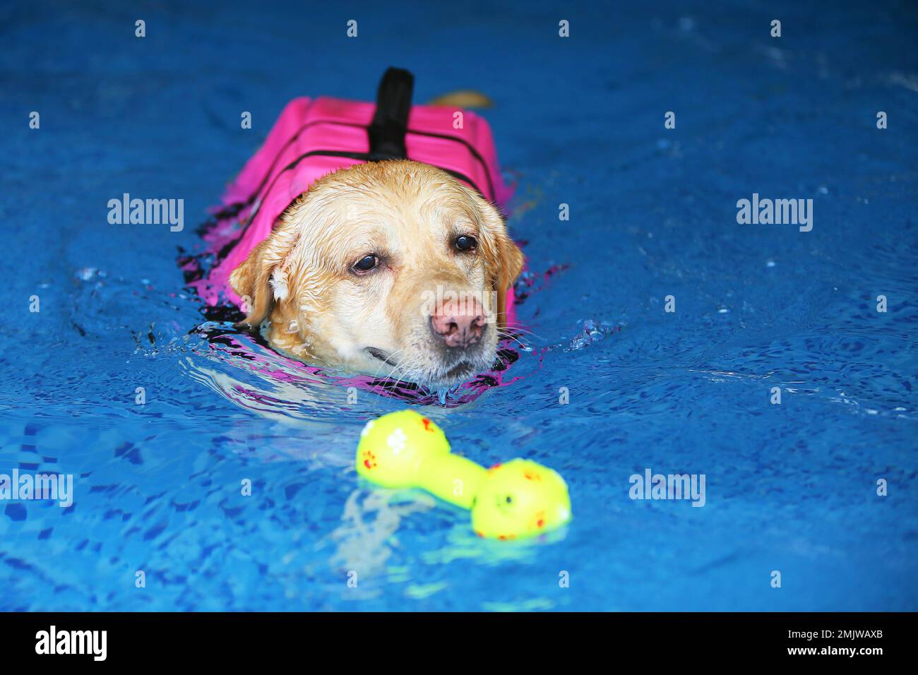 Labrador Retriever wearing life jacket and playing with toy in the pool. Dog swimming. Stock Photo