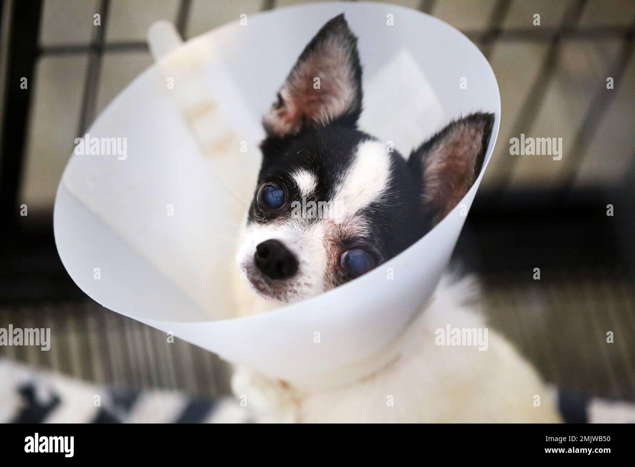 Chihuahua wearing a protective Elizabethan collar after surgery at left