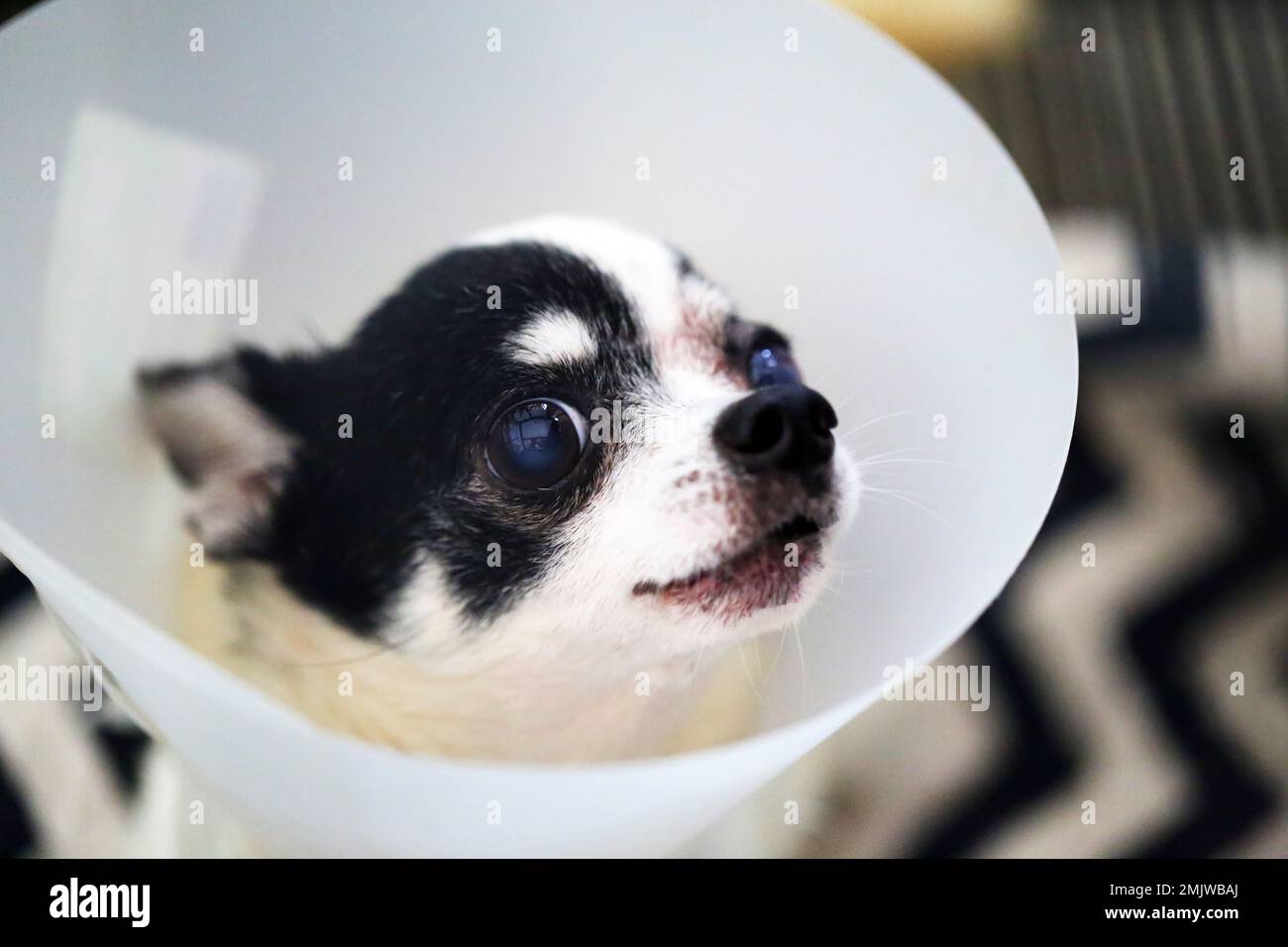 Chihuahua wearing a protective Elizabethan collar after surgery at left