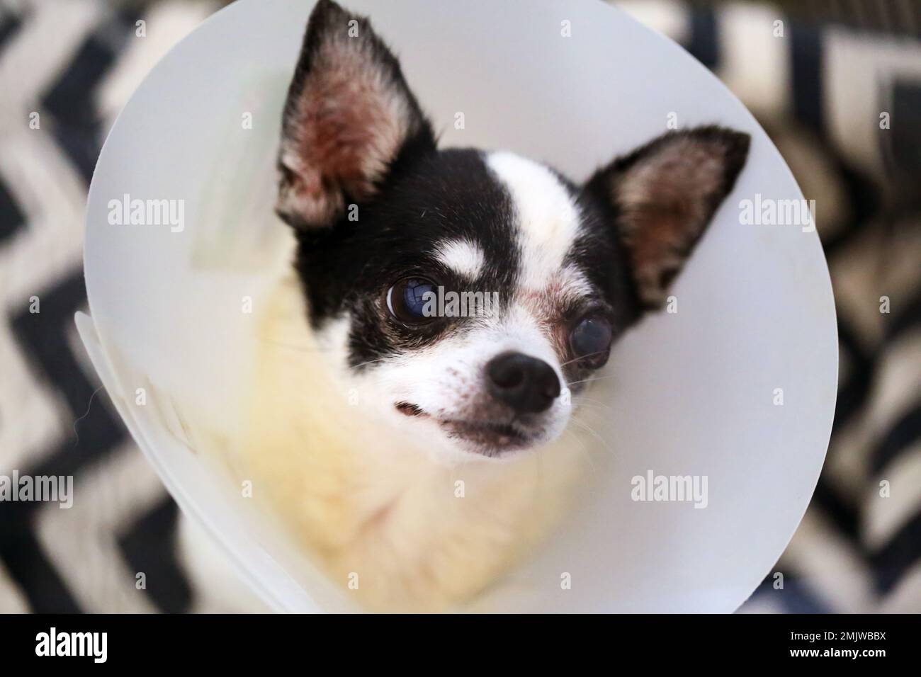 Chihuahua wearing a protective Elizabethan collar after surgery at left