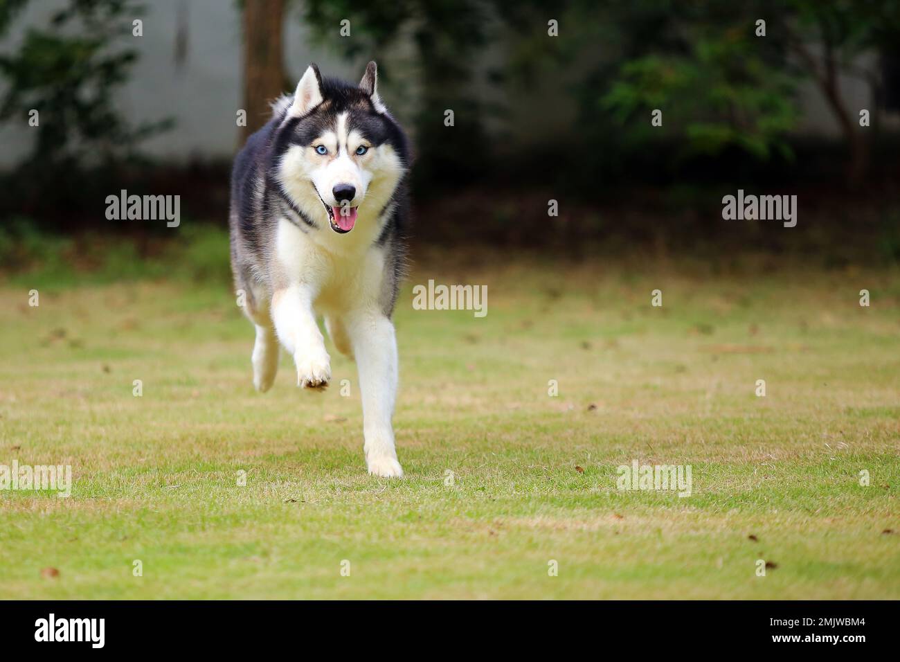 Siberian Husky black and white colors running at the park. Dog ...