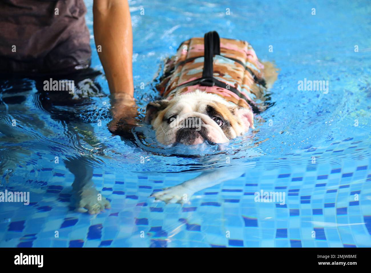 English Bulldog wearing life jacket and swimming with owner in the pool