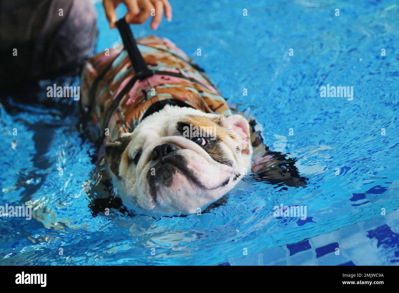 English Bulldog wearing life jacket and swimming with owner in the pool