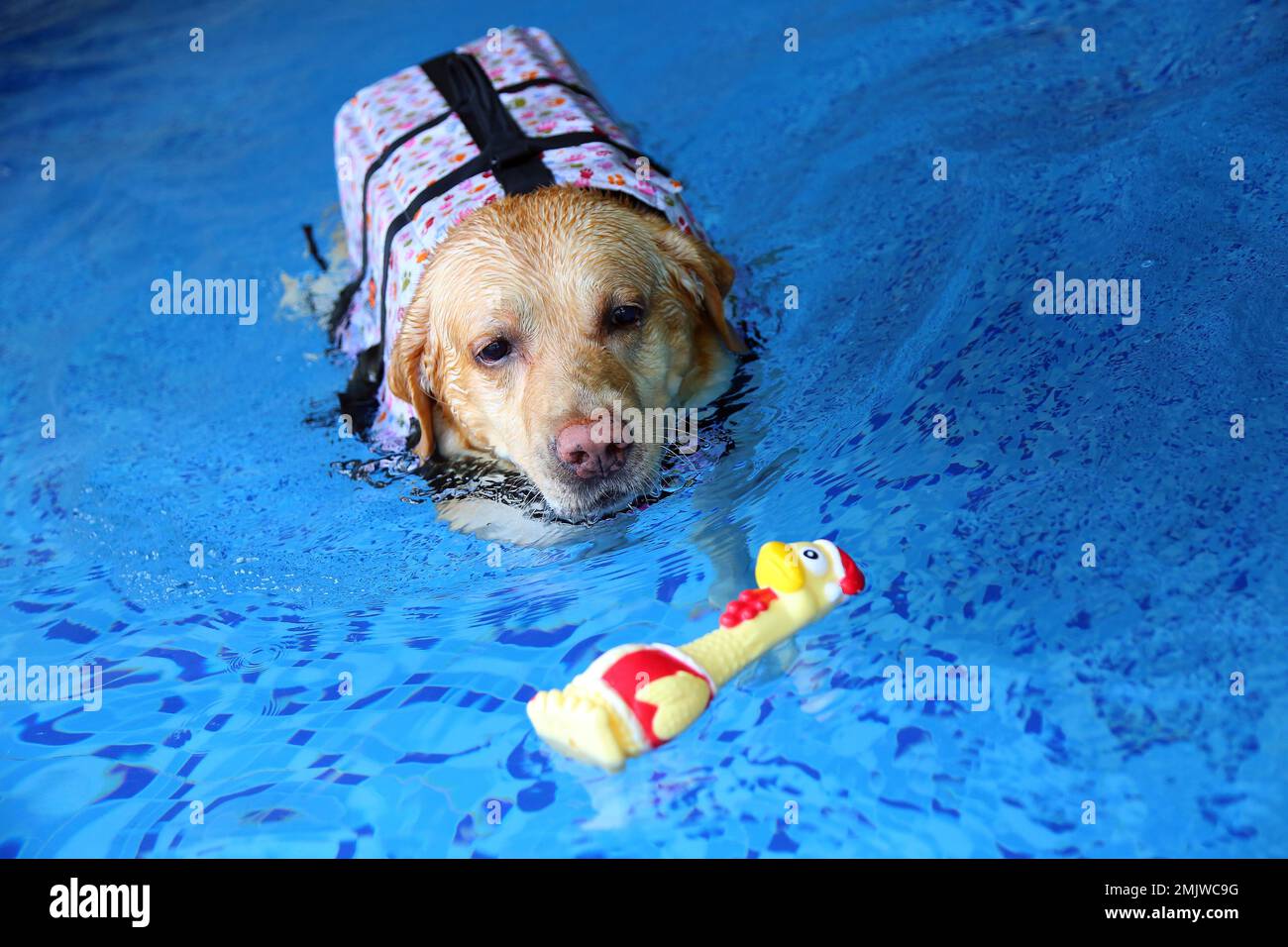 Labrador Retriever  wearing life jacket and playing toy at the pool. Dog swimming. Dog playing with toy. Stock Photo