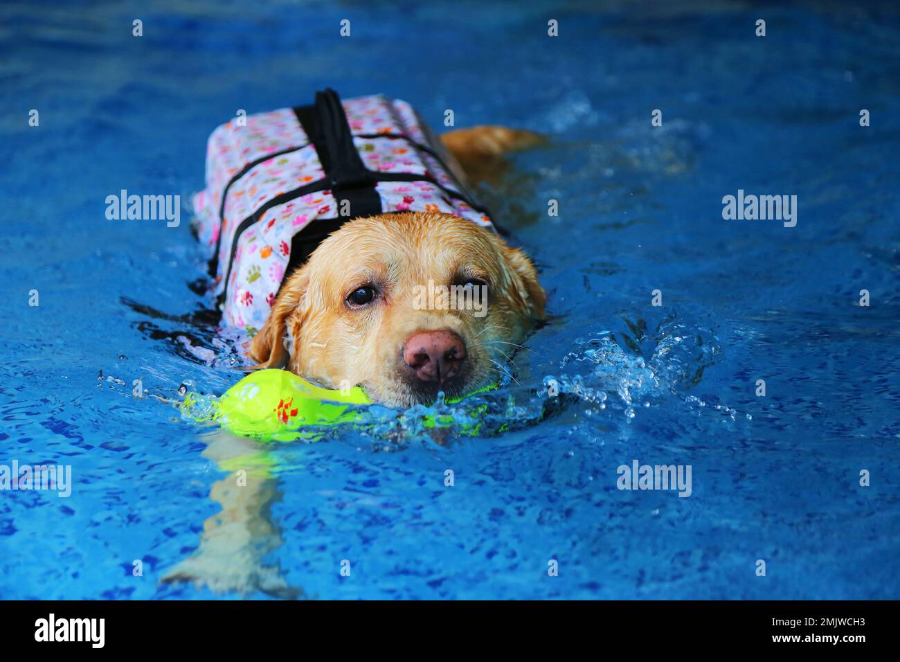 Labrador Retriever  wearing life jacket and holding toy in mouth at the pool. Dog swimming. Stock Photo