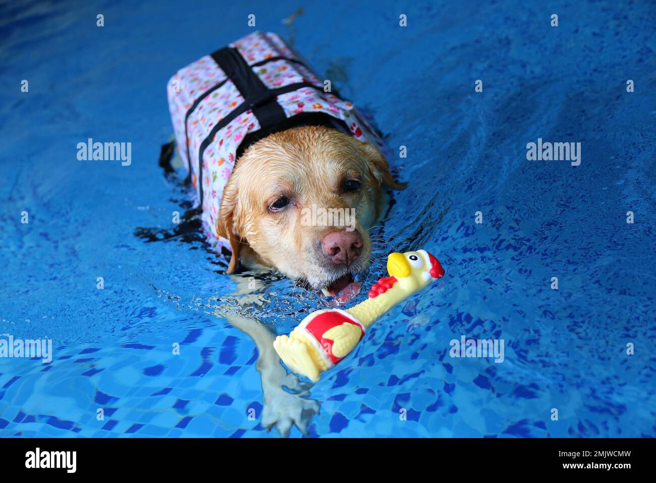 Labrador Retriever  wearing life jacket and playing toy at the pool. Dog swimming. Dog playing with toy. Stock Photo