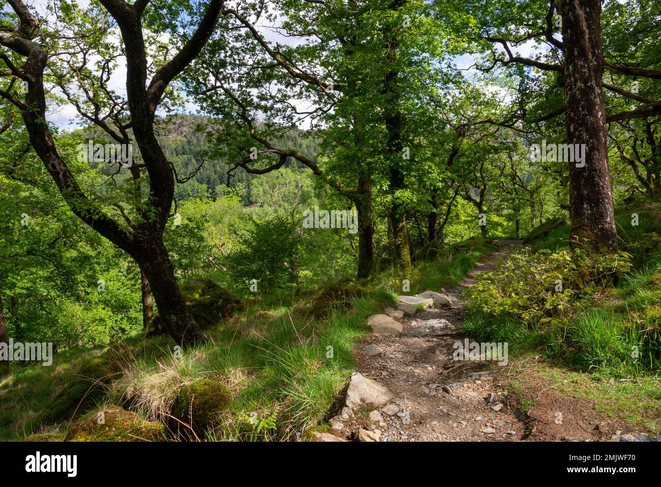 The Watkin Path where it passes through oak woodland before reaching Cwm Llan above Nant Gwynant in Snowdonia national park, North Wales. Stock Photo