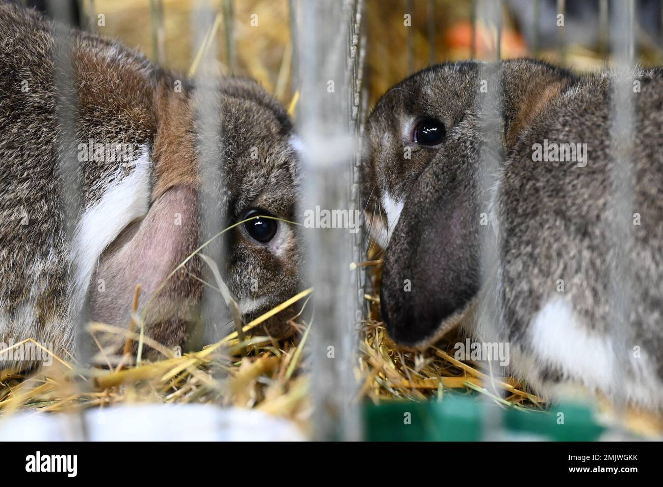 Kassel, Germany. 28th Jan, 2023. Two wild dwarf rams sniff each other ...