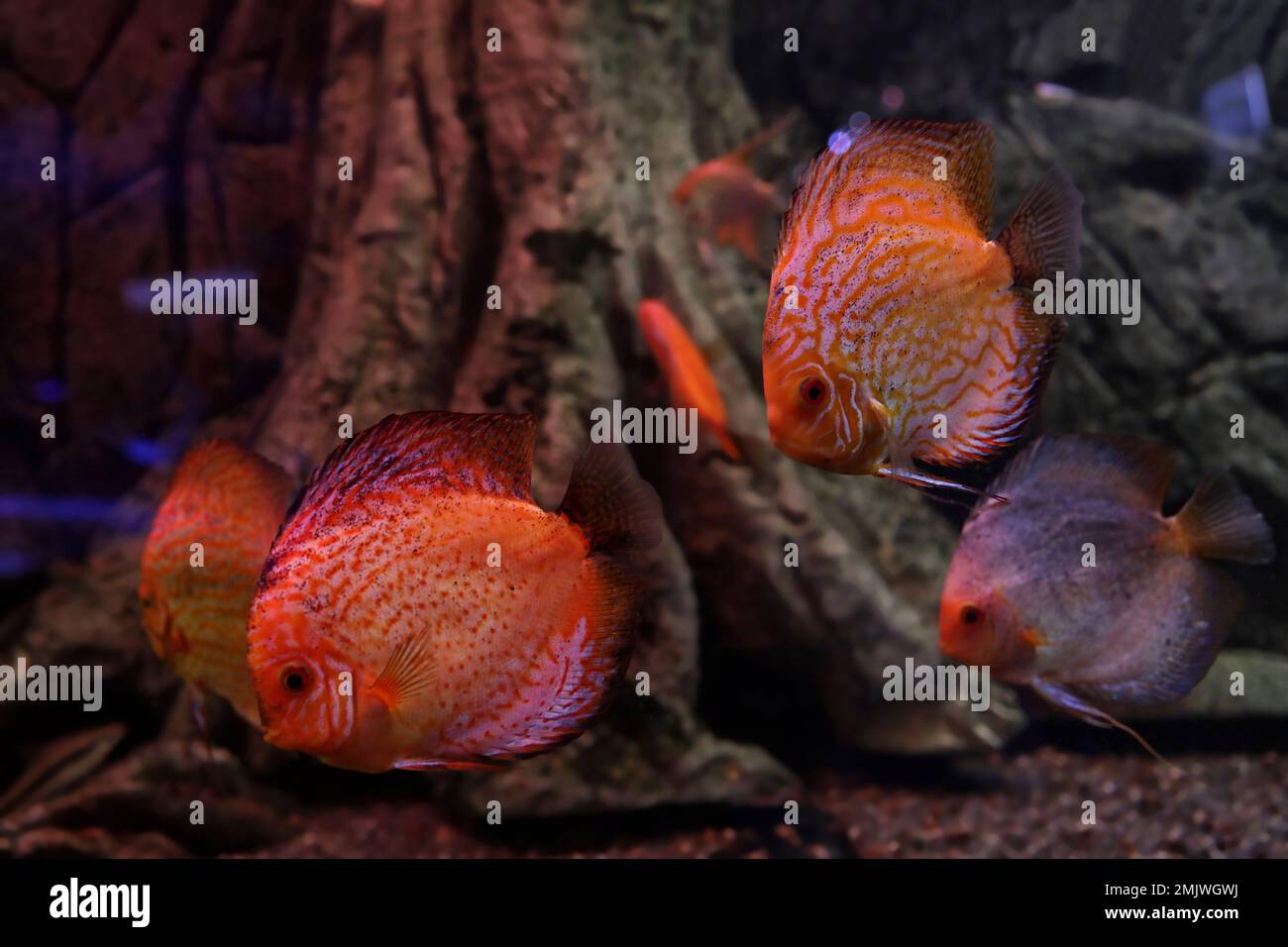 Discus fish colorful hi-res stock photography and images - Page 3 - Alamy