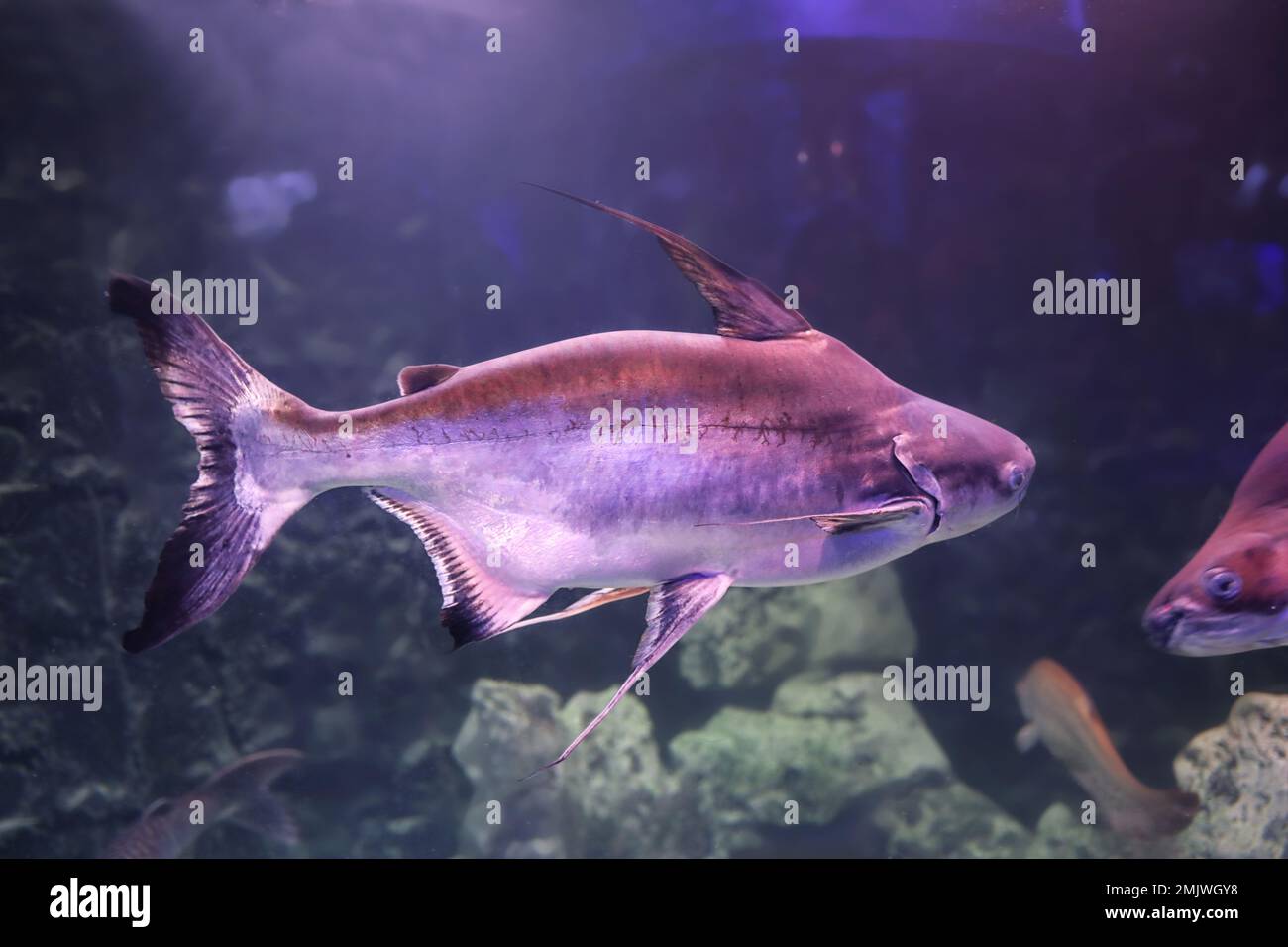 Gaff topsail catfish swimming in clear aquarium Stock Photo