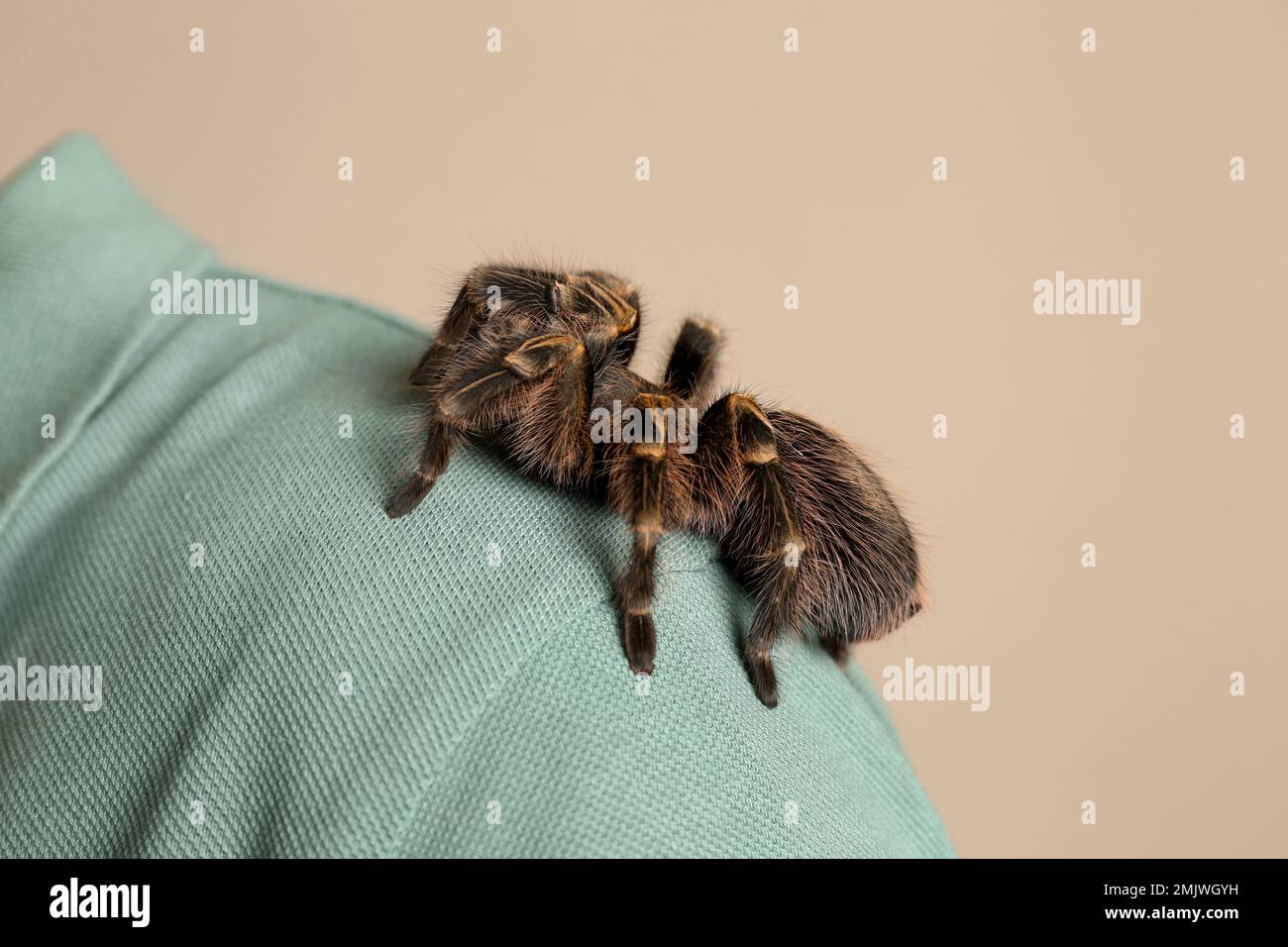 Man with striped knee tarantula on beige background, closeup Stock Photo