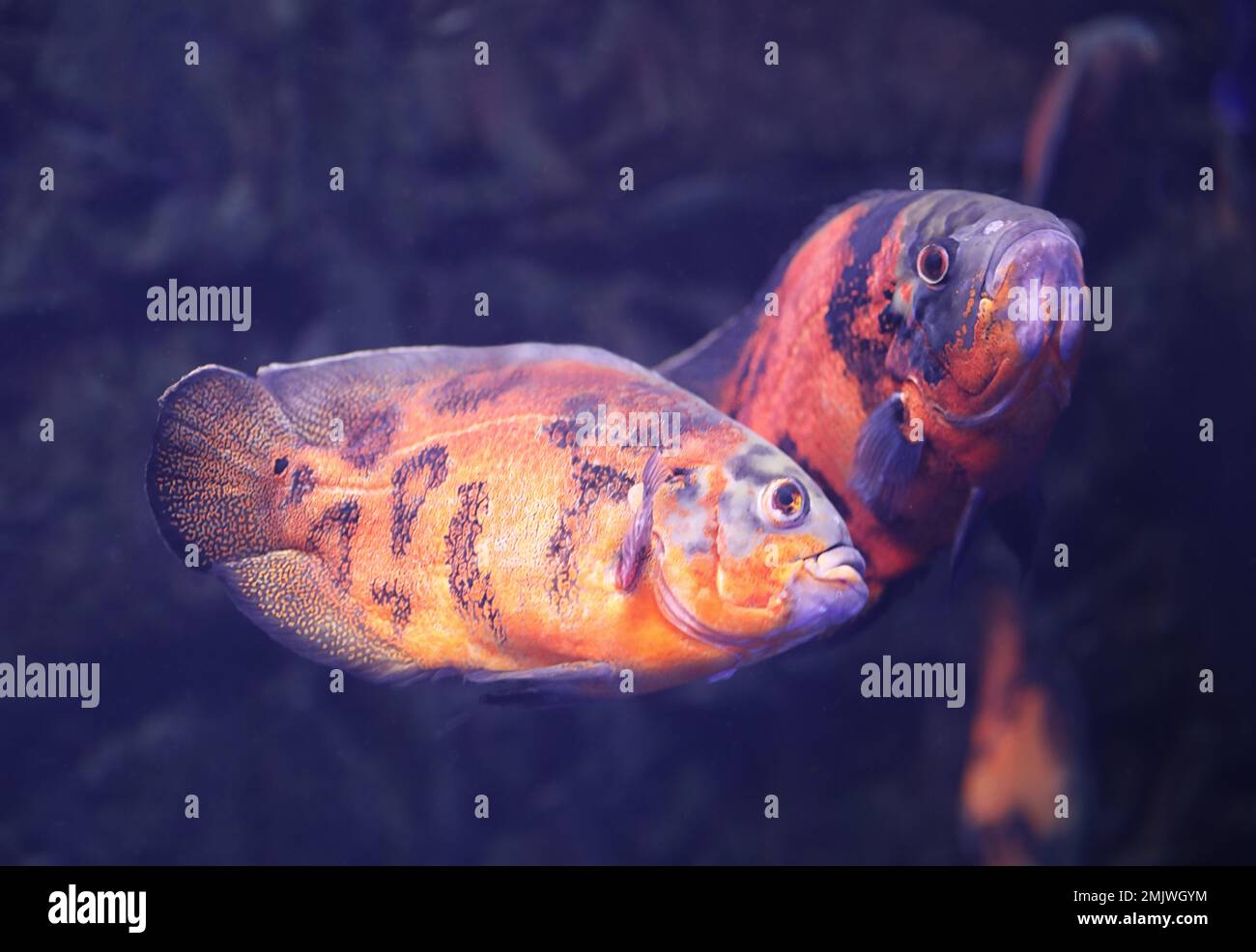 Bright oscar fish swimming in clear aquarium Stock Photo Alamy