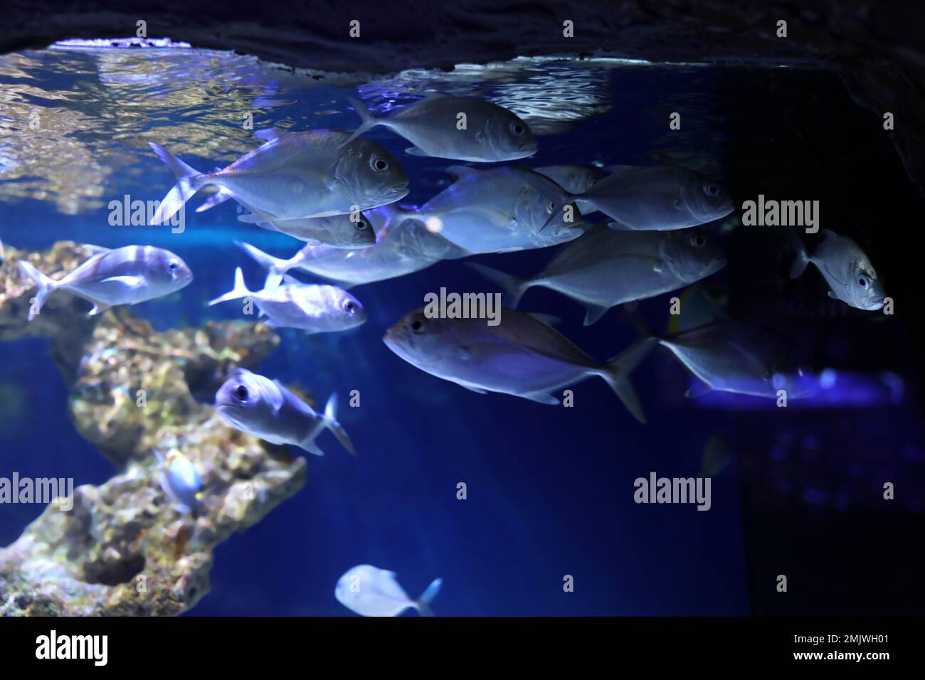 School of beautiful silver fish in clear aquarium Stock Photo - Alamy