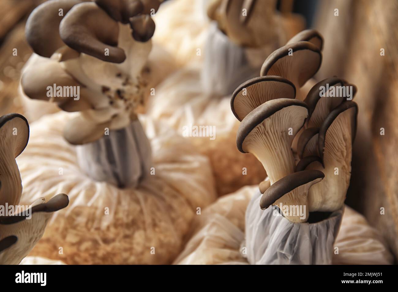 Oyster mushrooms growing in sawdust, closeup. Cultivation of fungi