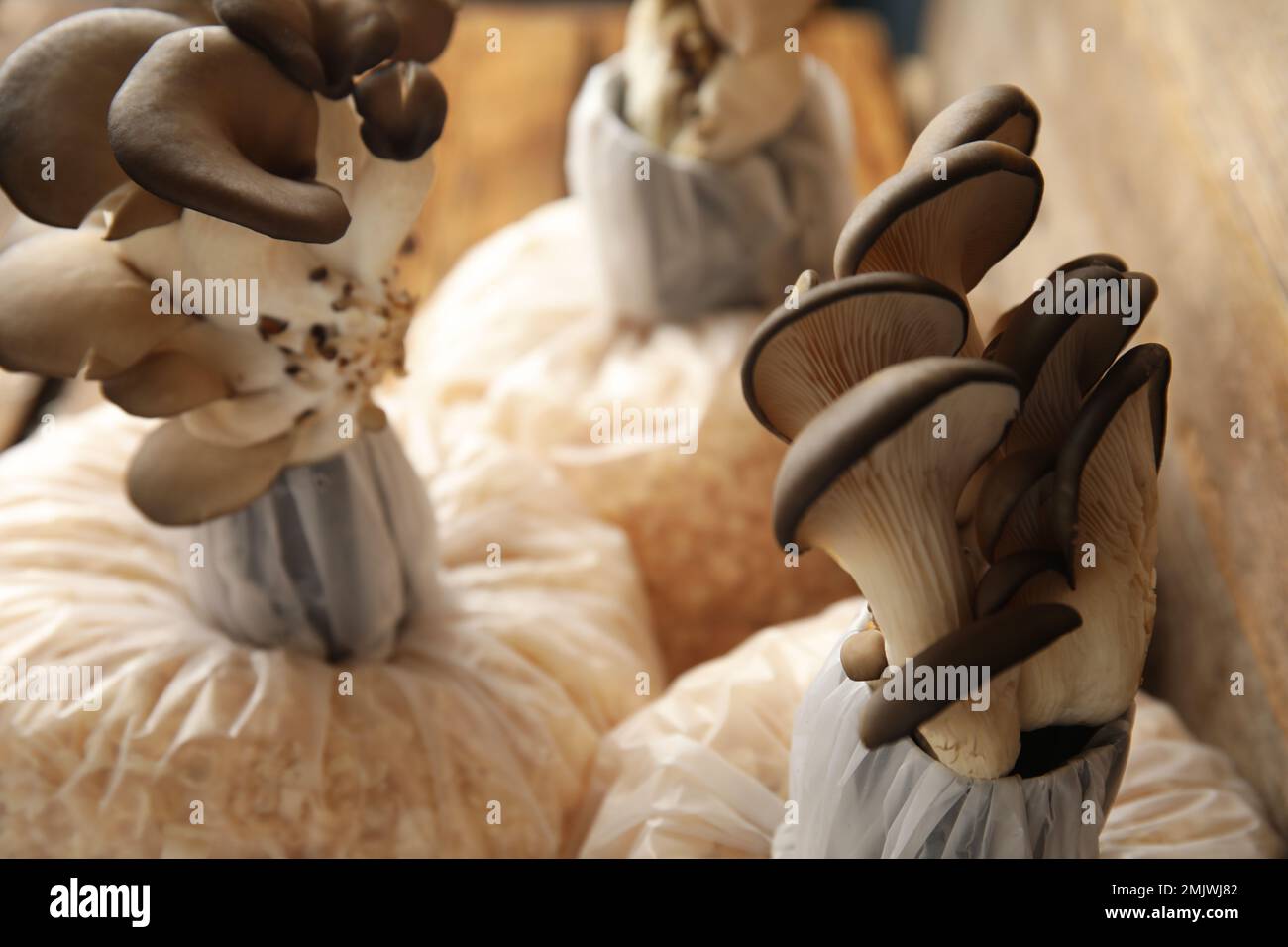 Oyster mushrooms growing in sawdust, closeup. Cultivation of fungi