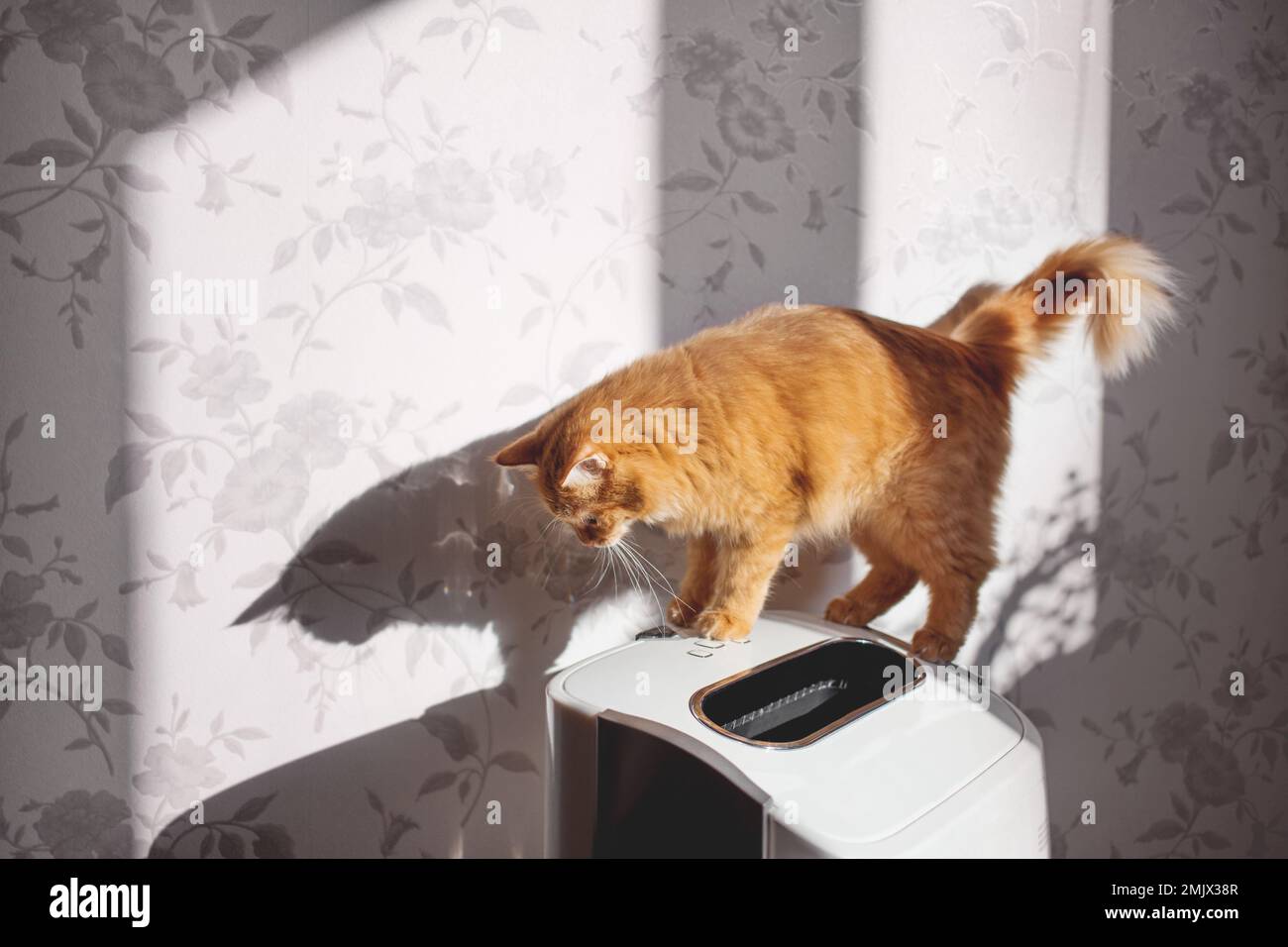 Curious ginger cat on air cleaner. Fluffy pet looks curiously on air purifier, which is removing dust from home. Household equipment. Stock Photo