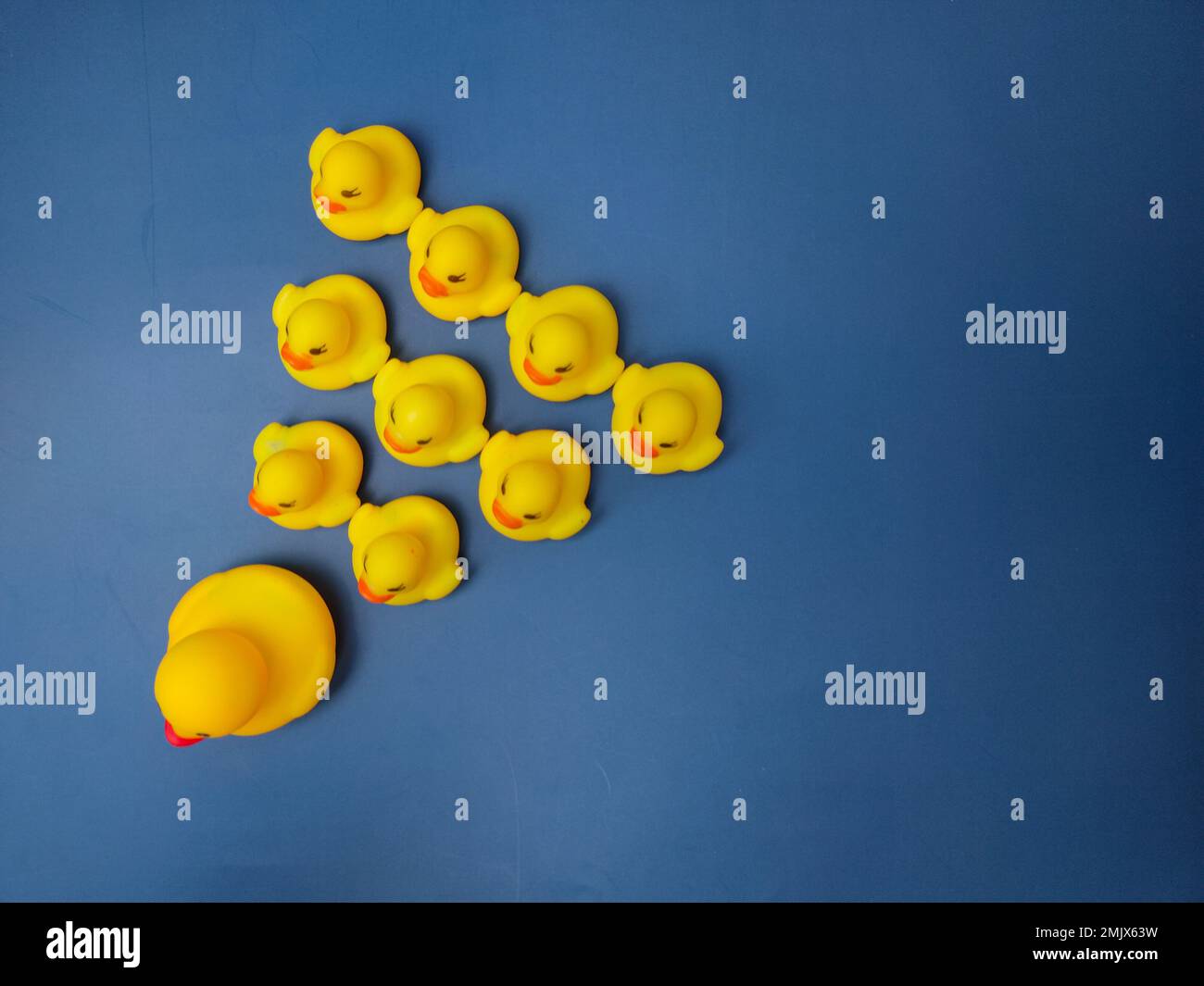 A group of ducks and their chicks are on a blue background Stock Photo