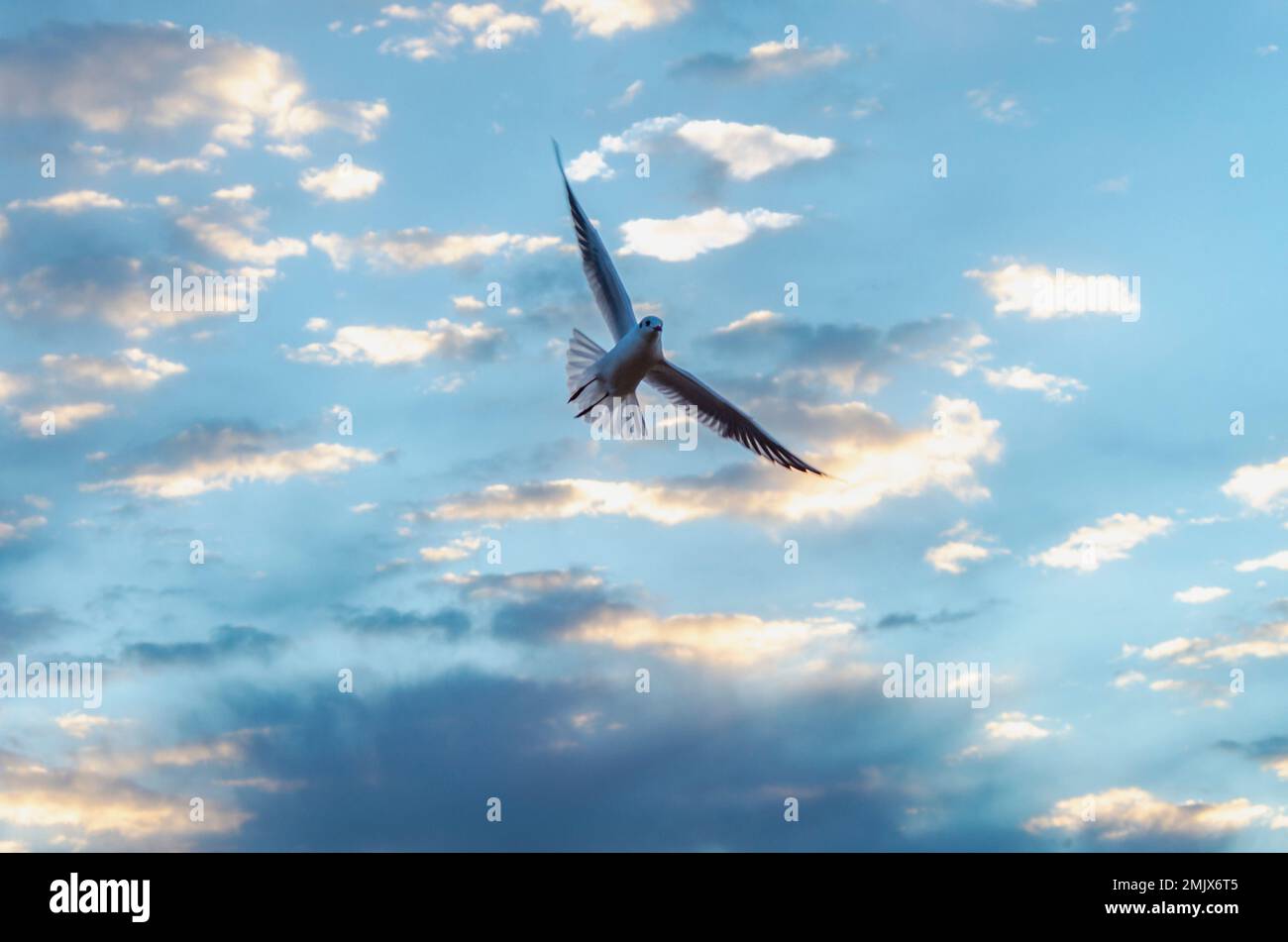 Bird flying with sunrise cloudy sky background Stock Photo - Alamy
