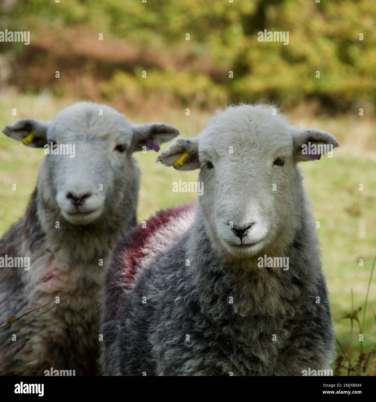 A Pair of Curious Herdwick Sheep Stock Photo Alamy