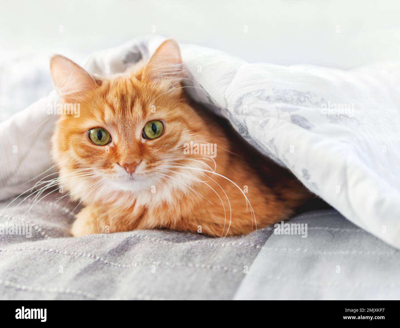 Cute ginger cat is hiding under blanket. Fluffy pet is triyng to keep