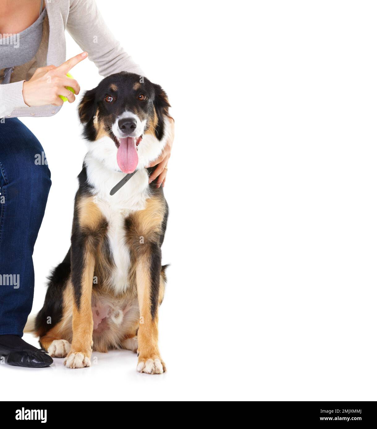 Woman, dog and learning with tennis ball in studio for training, mockup and focus by white background. Trainer talk, dog and pet education with Stock Photo