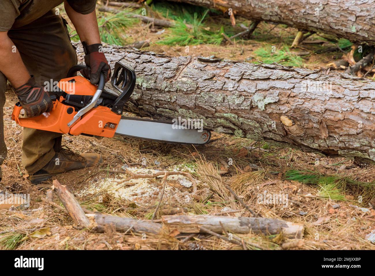 In process of cutting down trees an employee is using chainsaw to cut
