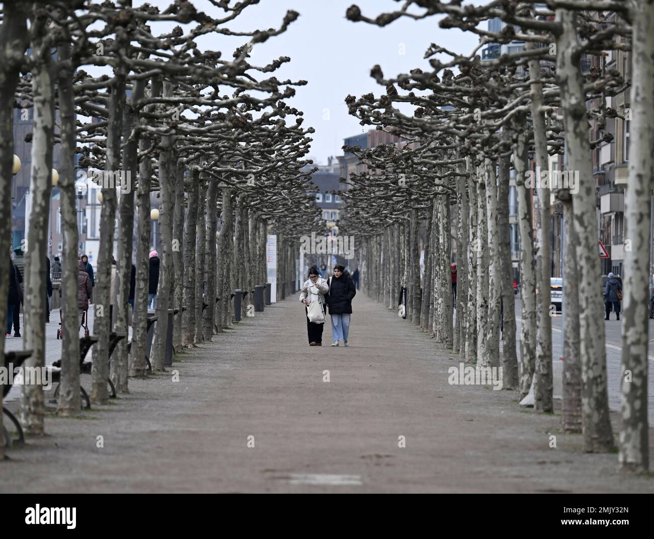 Duesseldorf, Germany. 28th Jan, 2023. Two female strollers walk through a wintry, cold avenue of plane trees on the banks of the Rhine in dreary weather and temperatures around two degrees. Credit: Roberto Pfeil/dpa/Alamy Live News Stock Photo