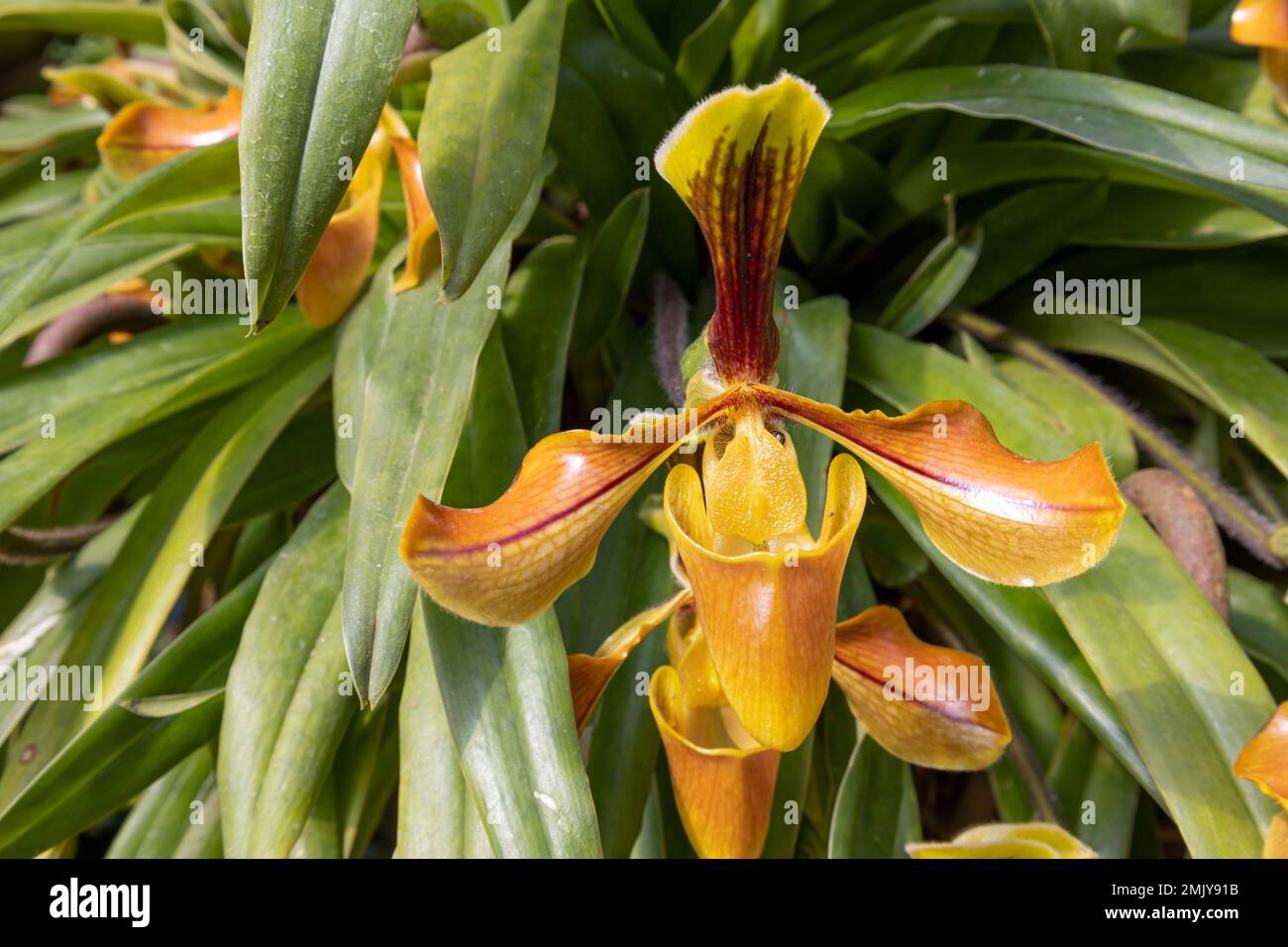 Ward's Paphiopedilum Orchid in bloom, Orchid flower bloom close-up view Stock Photo