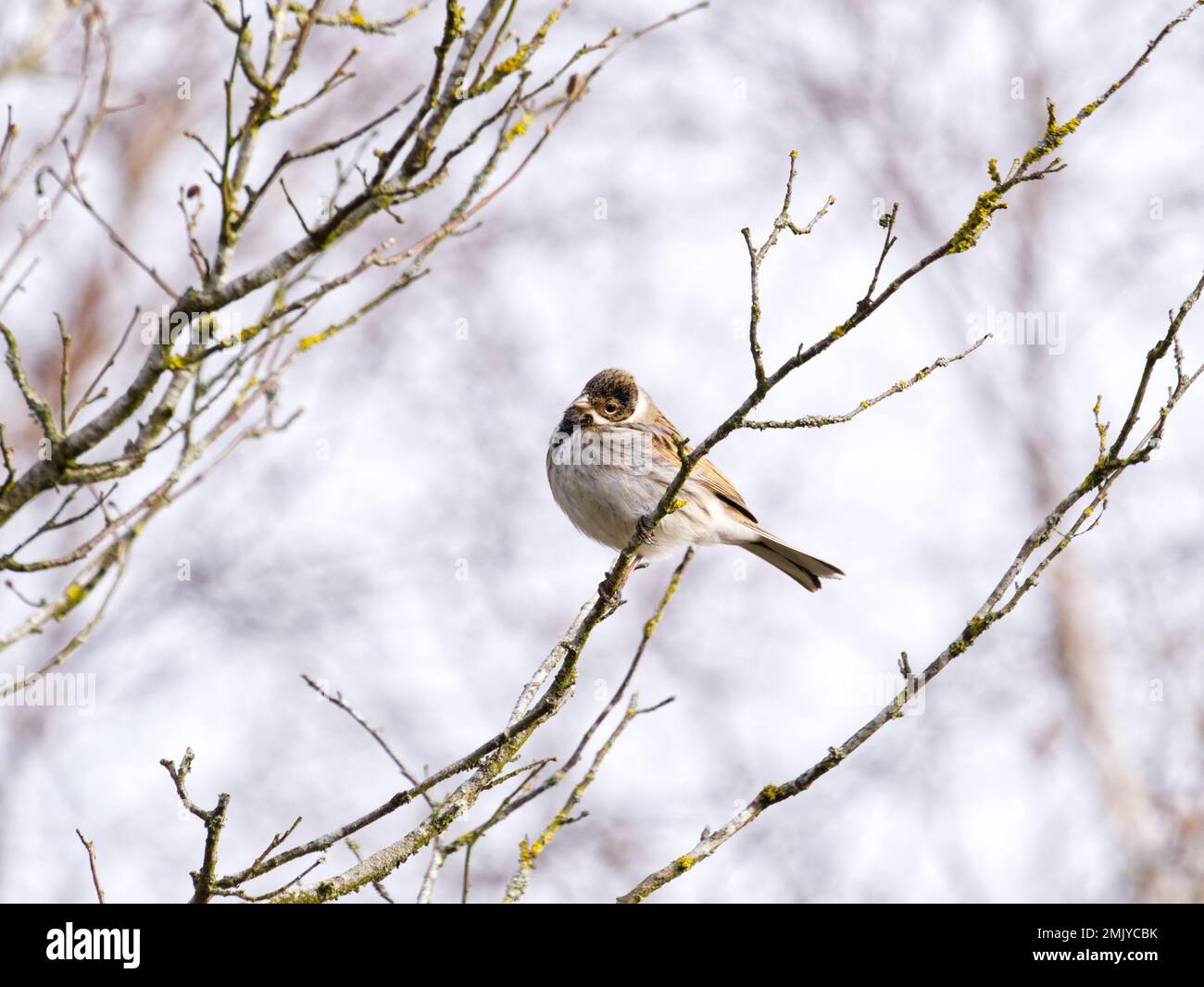 Male Reed Bunting (Emberiza schoeniclus) perched in tree, South Shropshire, UK Stock Photo