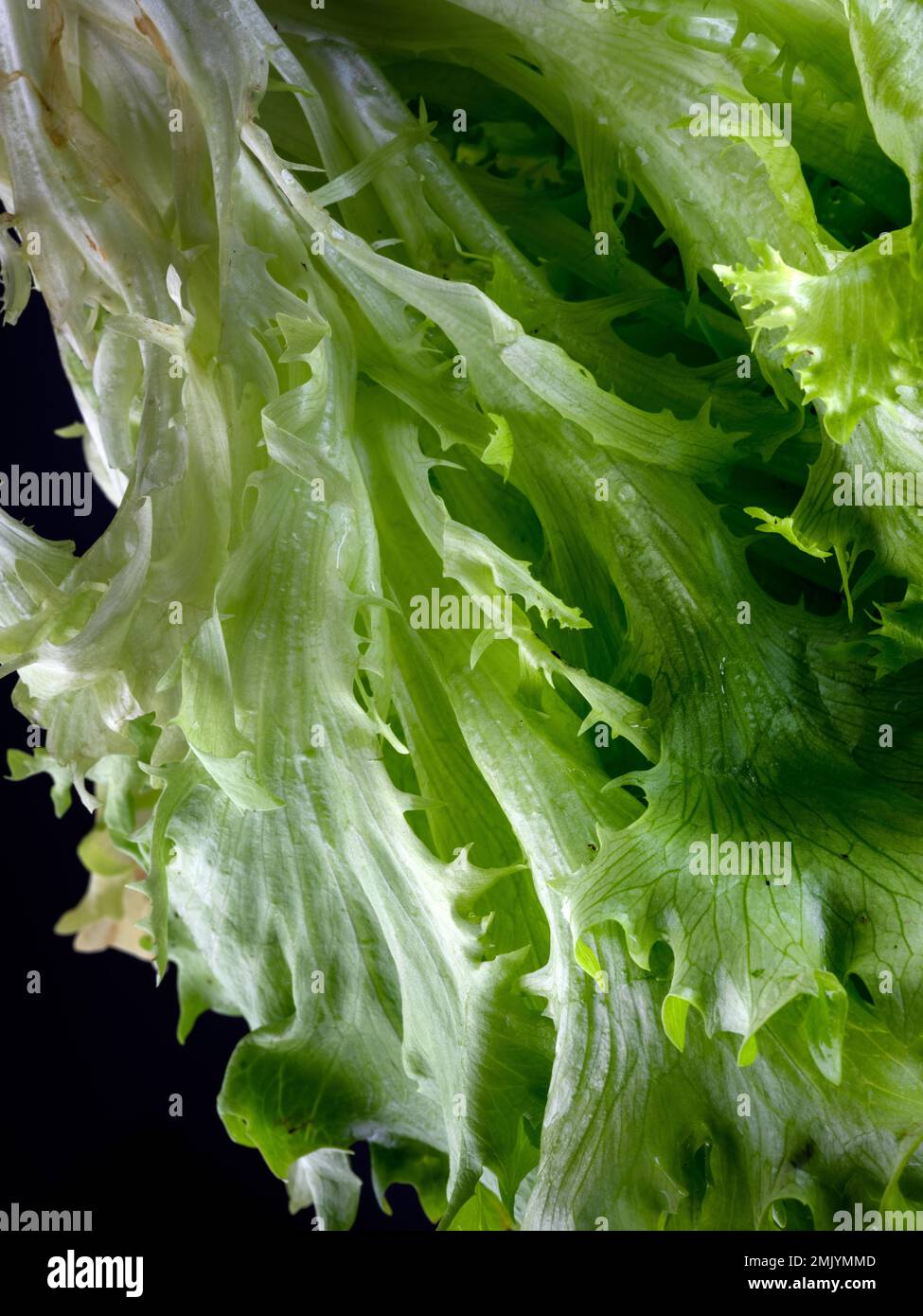 Studio shot of Fresh green Lettuce Salad leaves Stock Photo