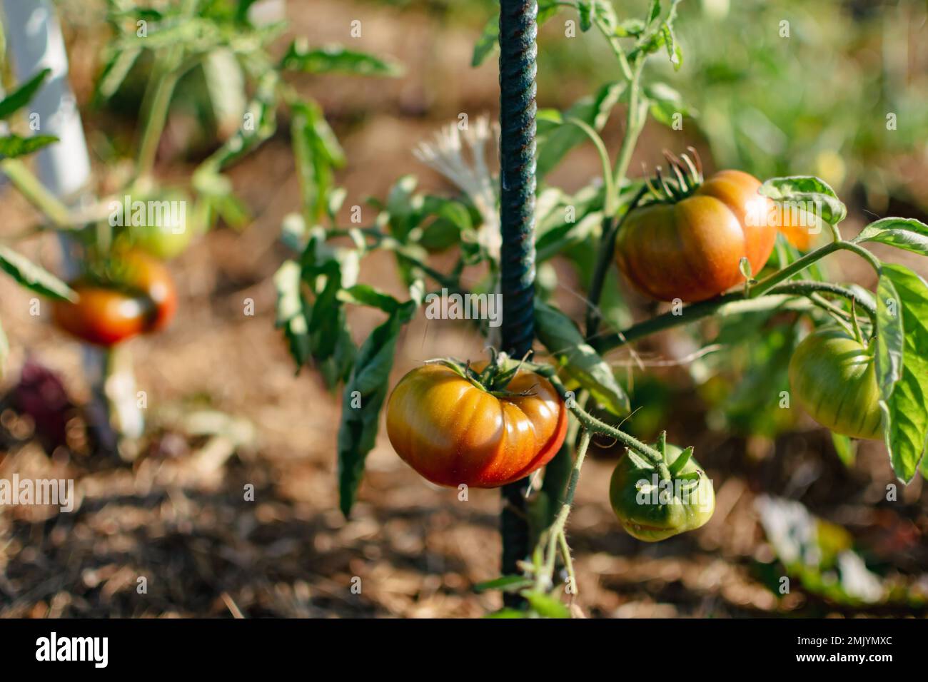 Ox heart tomatoes in an ecological garden with mulching and