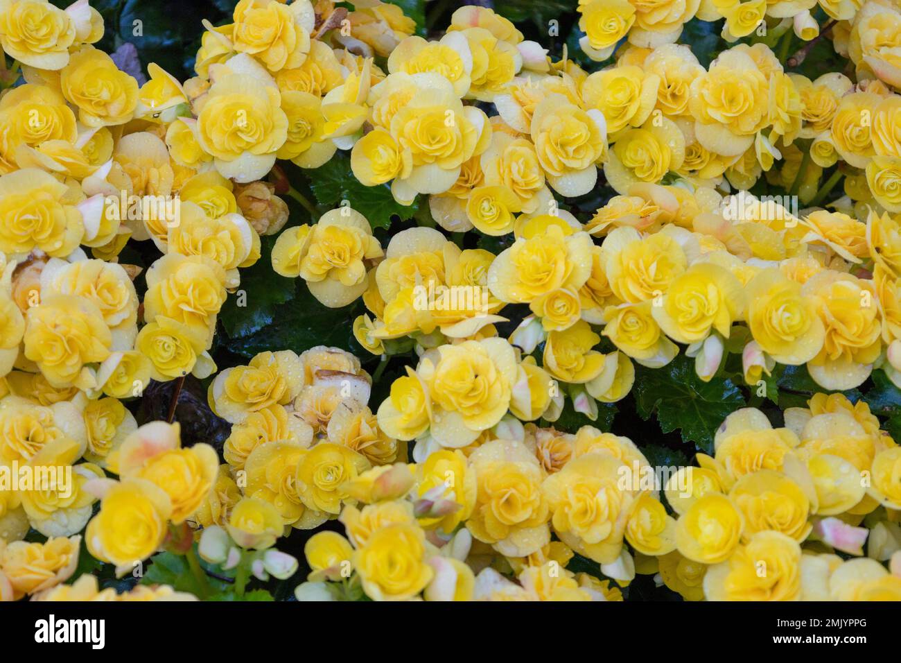 Grape leaf yellow begonia flowers, Botanical name Grapeleaf Begonia reniformis Stock Photo