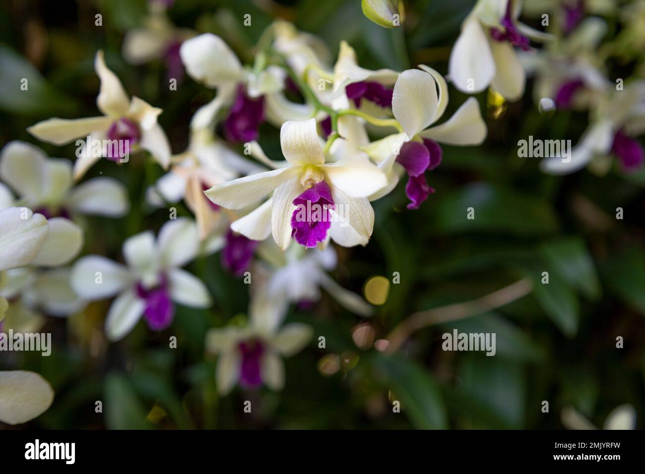 The Dendrobium noble, a specie of orchid commonly known as the nobile dendrobium, Purple and white color flower Stock Photo