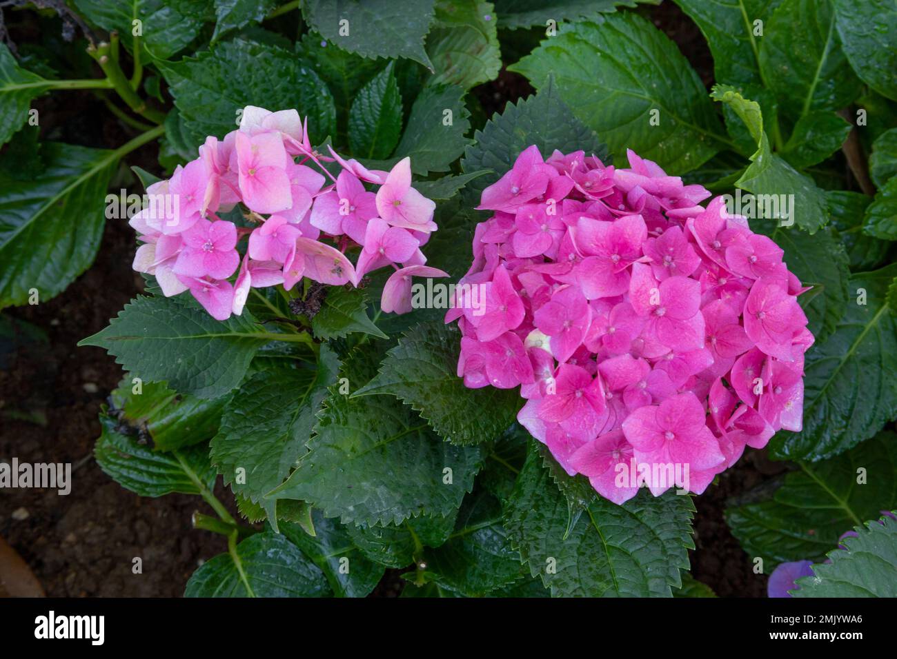 Pink hydrangea close up, French hydrangea, lacecap, penny mac flowers Stock Photo