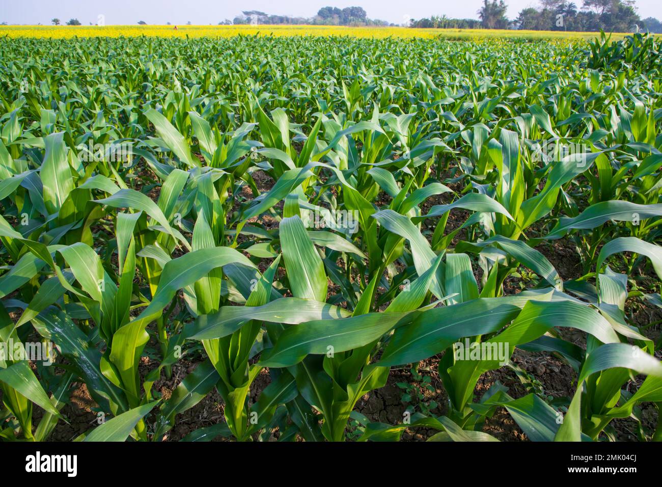 Closeup young corn plants hi-res stock photography and images - Alamy
