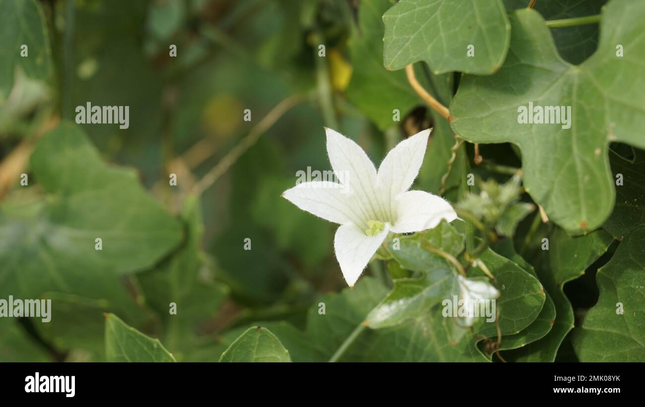 Beautiful white flowers of Coccinia grandis also known as ivy, little or scarlet gourd, rashmato etc. It is an edible vegetable in Indian states. Stock Photo