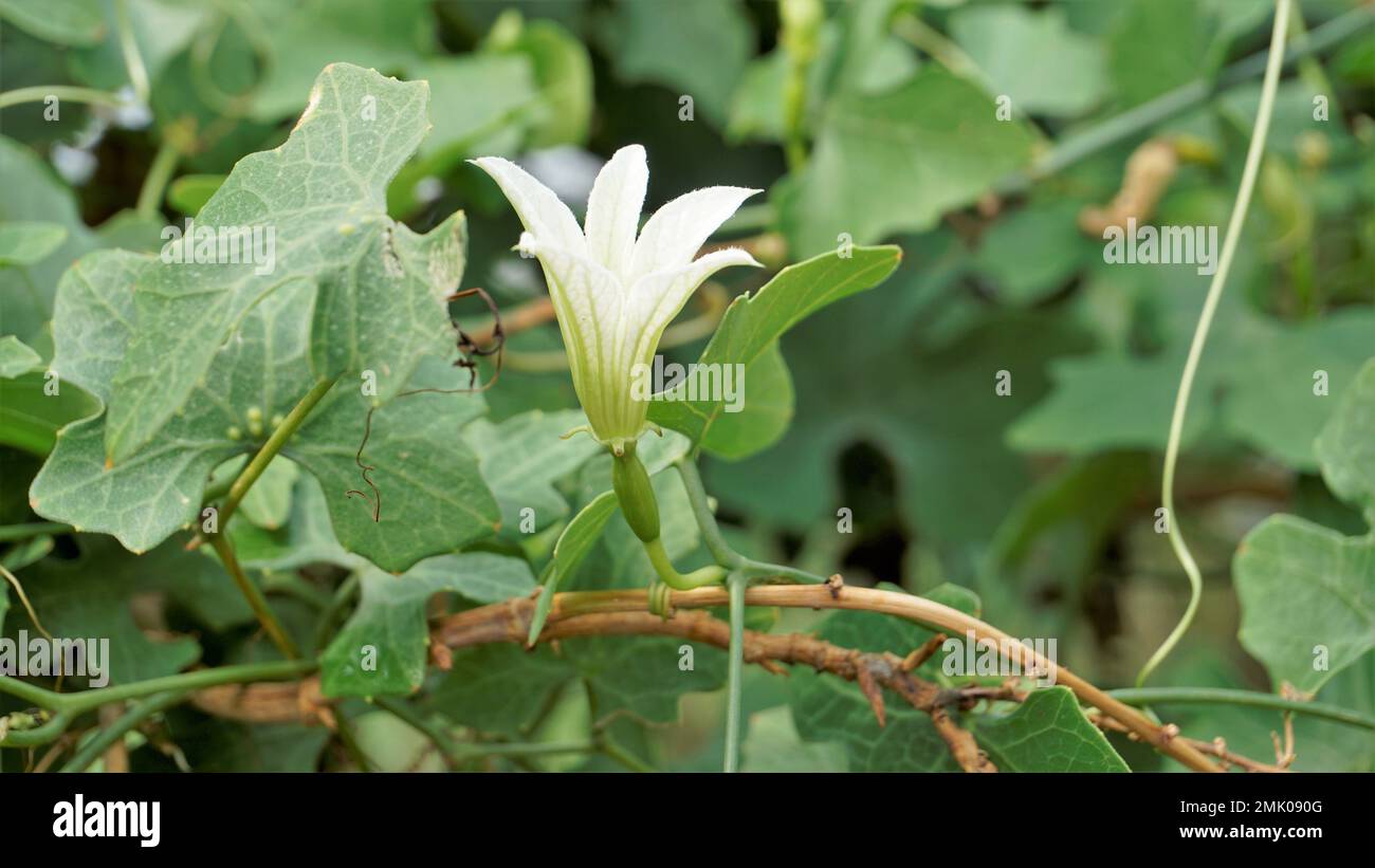 Beautiful white flowers of Coccinia grandis also known as ivy, little or scarlet gourd, rashmato etc. It is an edible vegetable in Indian states. Stock Photo