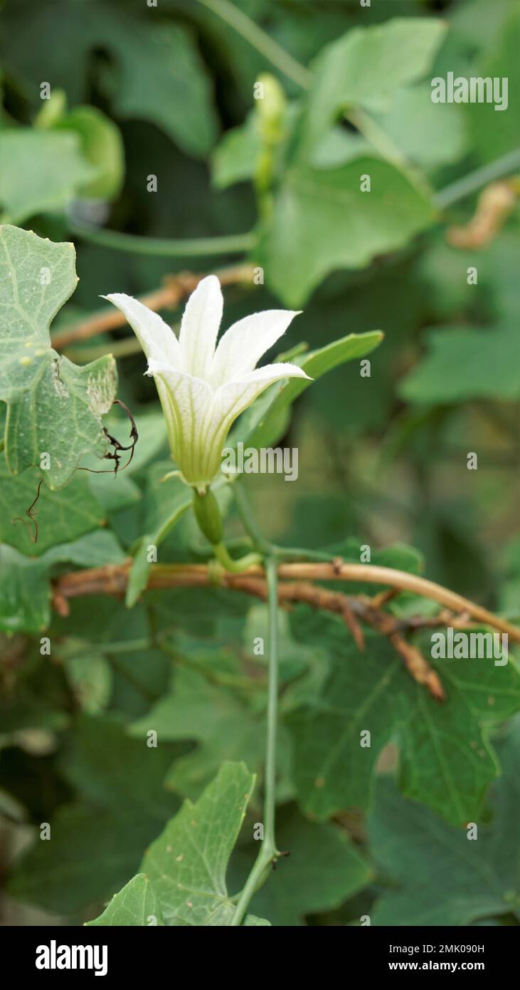 Beautiful white flowers of Coccinia grandis also known as ivy, little or scarlet gourd, rashmato etc. It is an edible vegetable in Indian states. Stock Photo