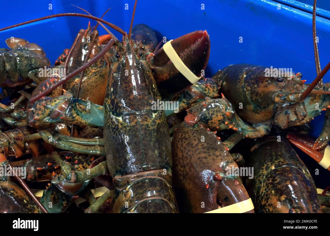 In this Thursday, May 9, 2019, photo, a lobster sits atop others of
