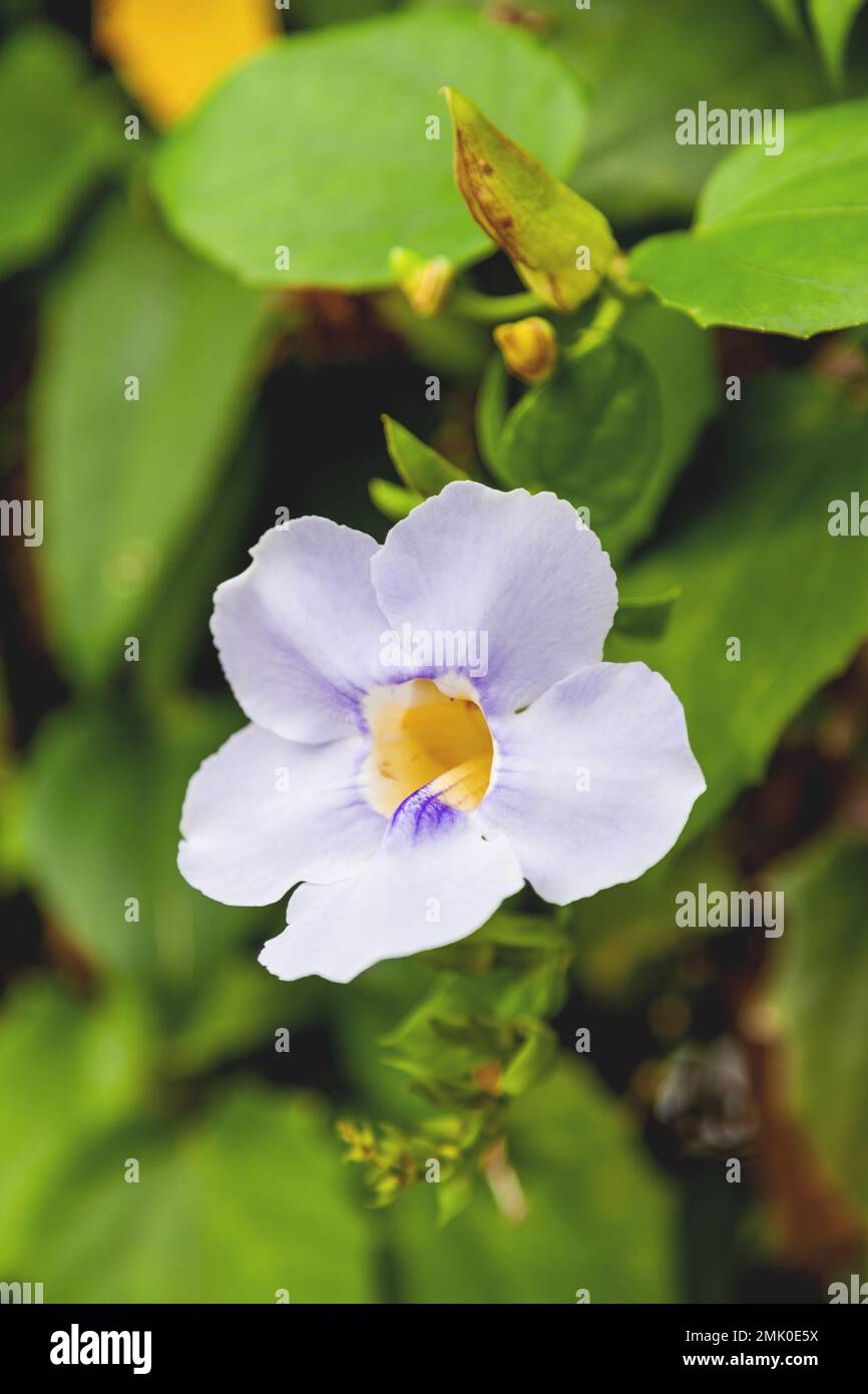 Tropical plant Thunbergia grandiflora or Bengal clockvine with purple flowers in bloom. Blue skyflower or trumpetvine. Stock Photo