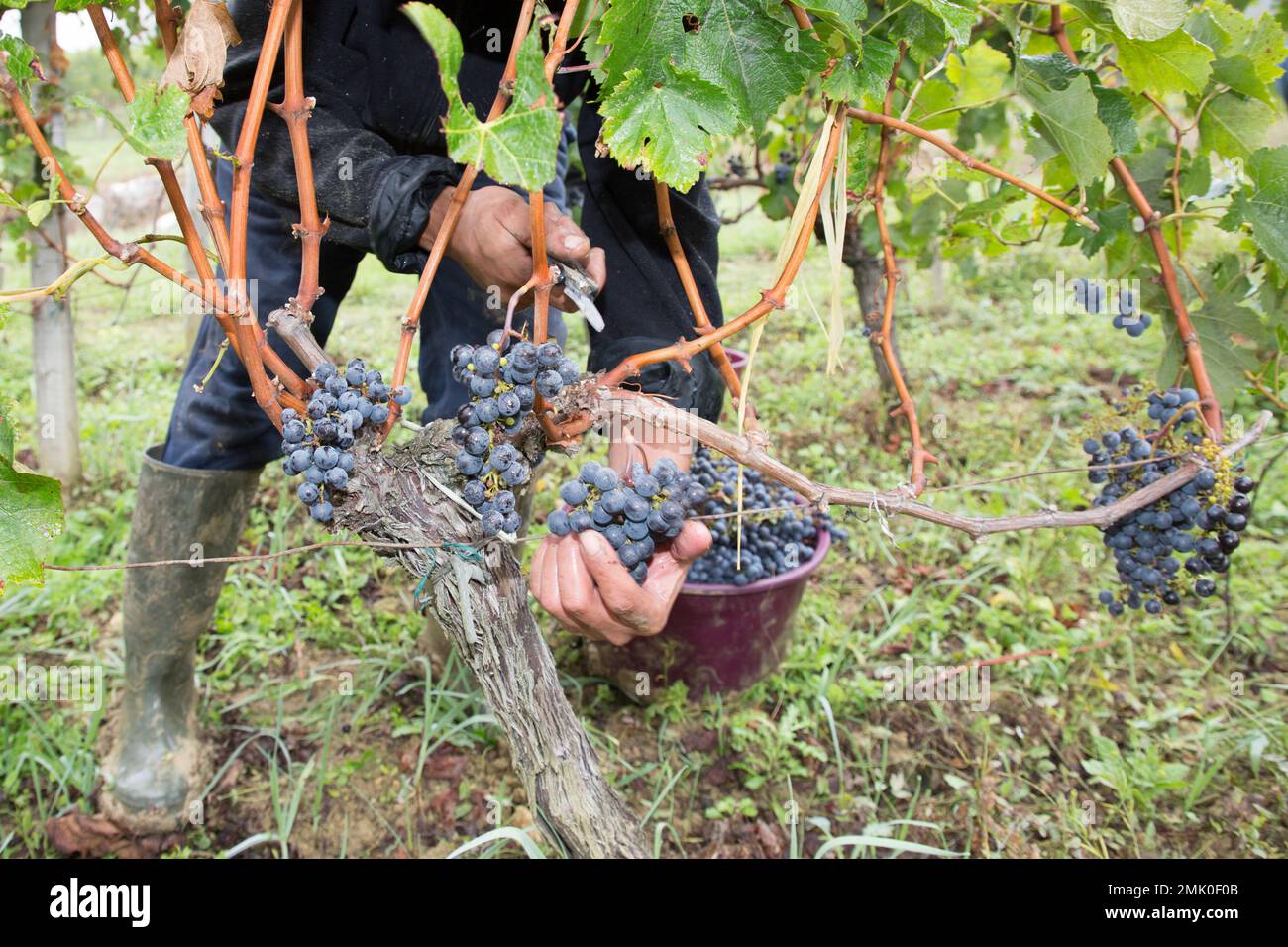 Man Harvest Hands With Scissors Cutting Grape Harvesting Time Bunches man-harvest-hands-with-scissors-cutting-grape-harvesting-time-bunches