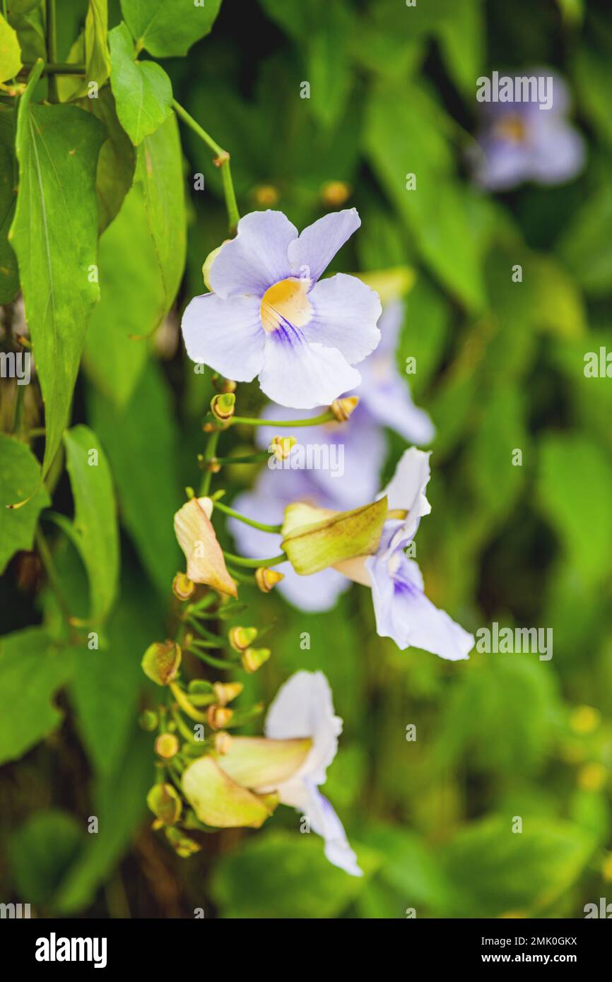 Tropical plant Thunbergia grandiflora or Bengal clockvine with purple flowers in bloom. Blue skyflower or trumpetvine. Stock Photo