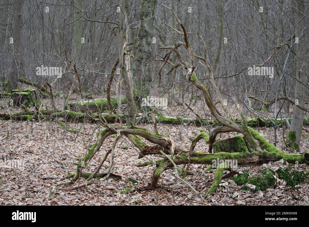 Deadwood, old Leaves, Moss and Tree stumps Stock Photo