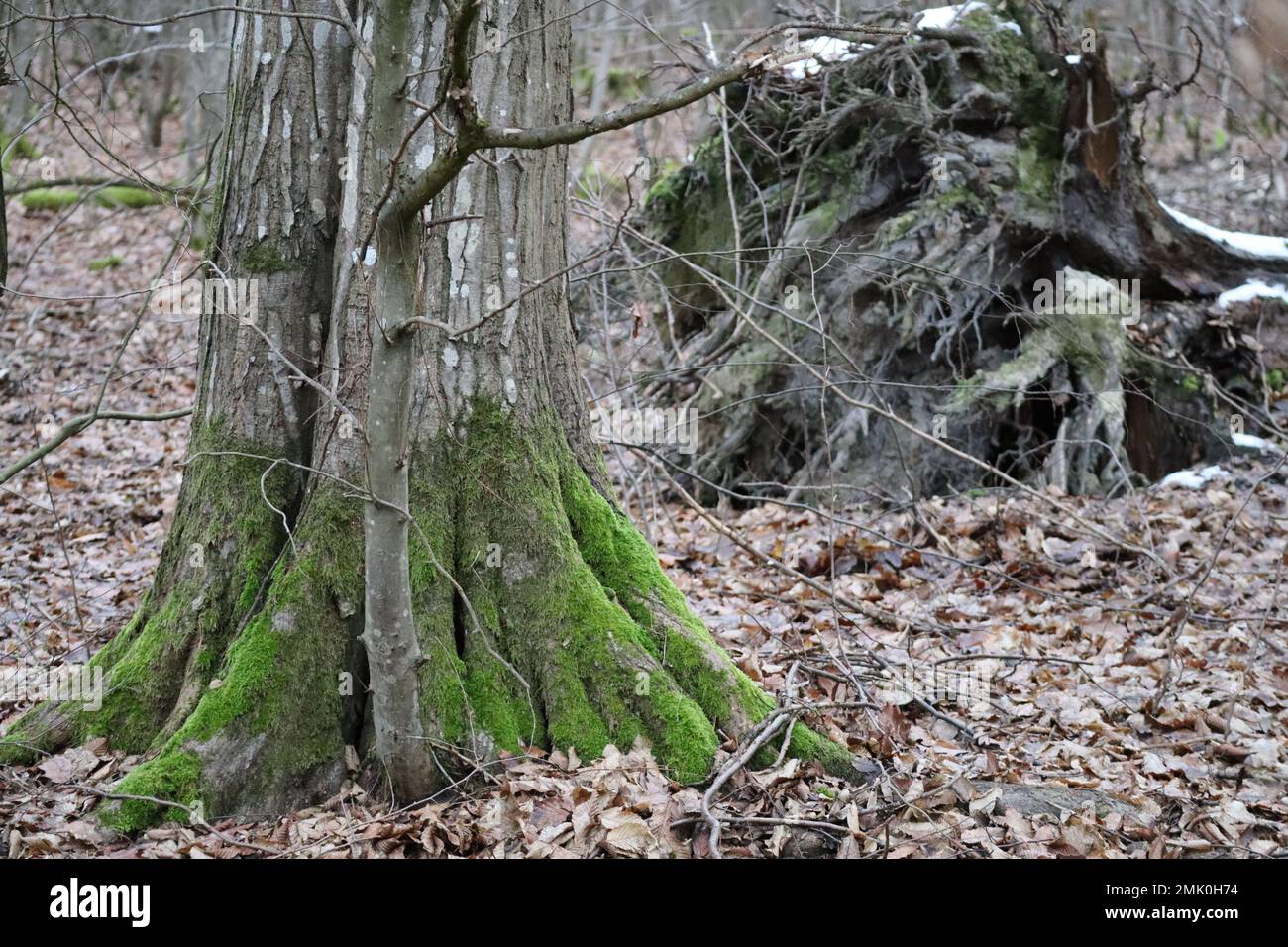 uprooted Tree next to a strong Trunk Stock Photo