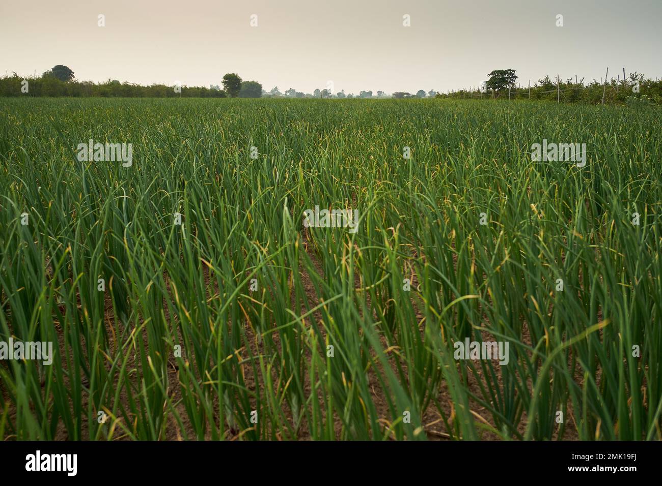 Onion farms, somewhere in Maharashtra, India Stock Photo Alamy