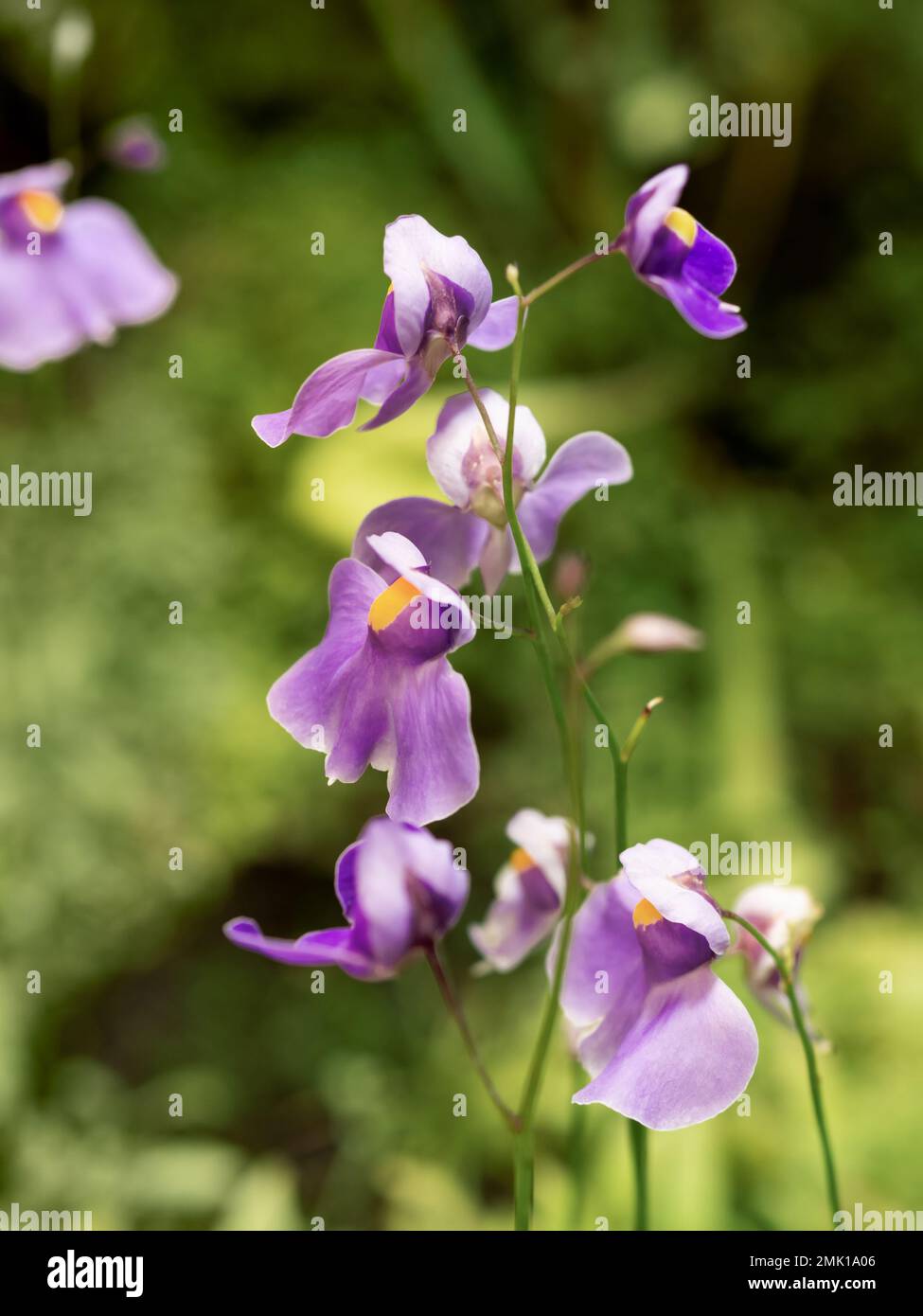 Bright purple flowers of Utricularia, commonly called the bladderwort. Flowers in bloom of carnivorous plant. Stock Photo